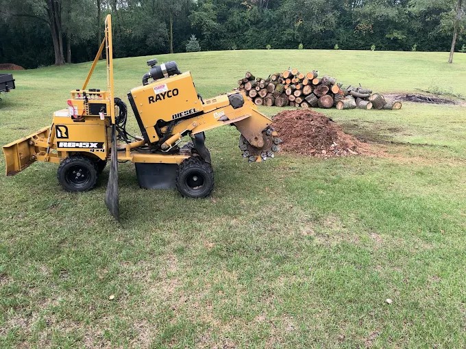 Stump Grinding in Cedar Grove
