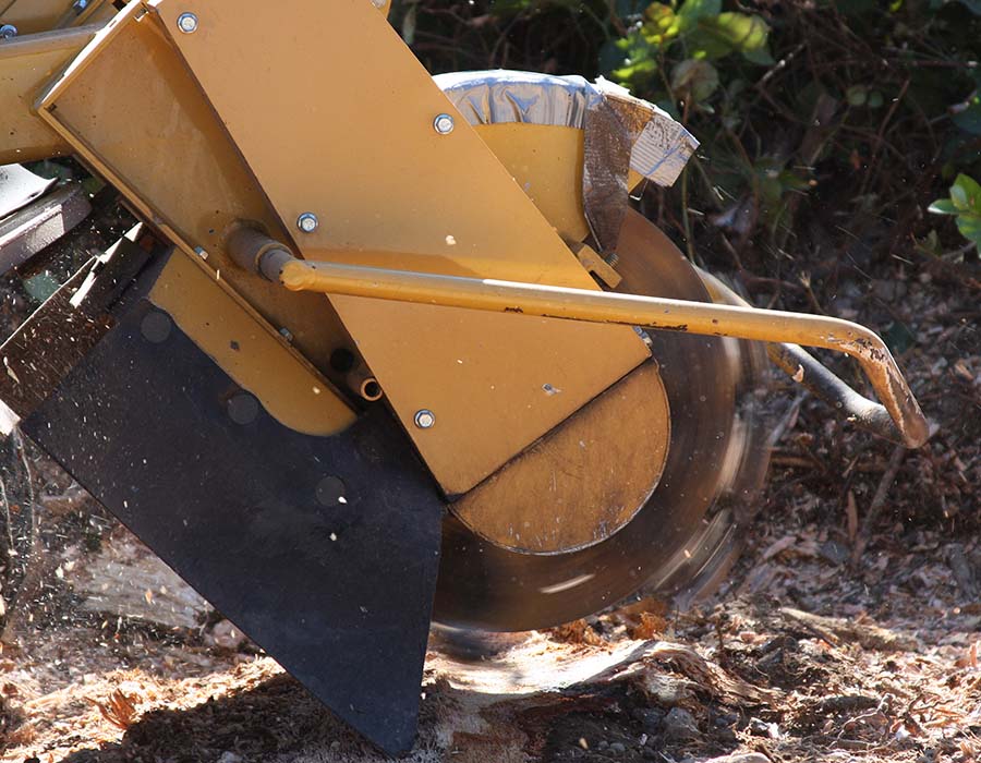 Stump grinding Madison, WI