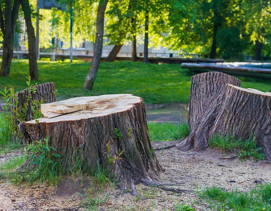 Stump Grinding Company in Lake Mills