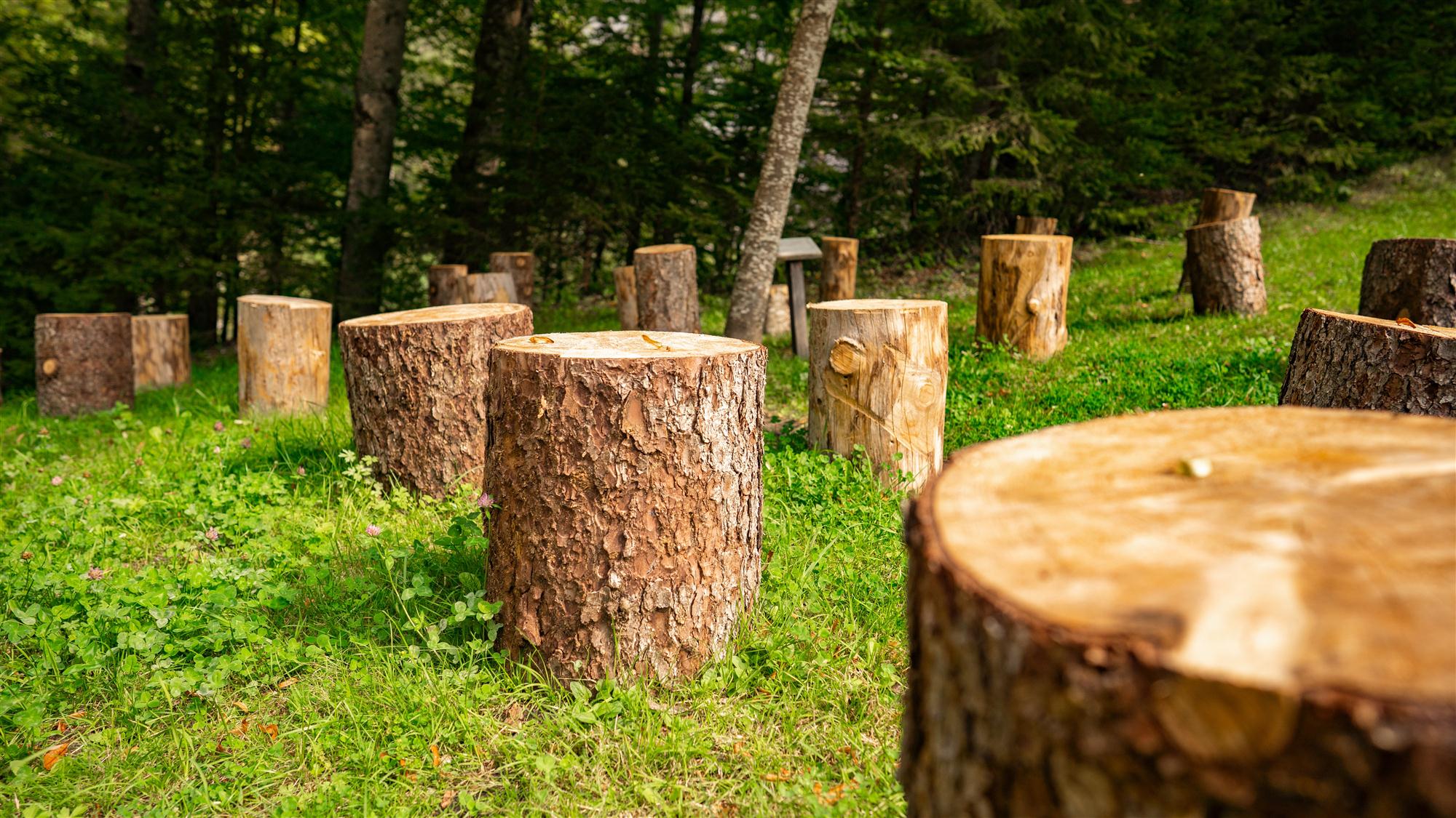 Tree Stump Removal Service in Mequon, WI