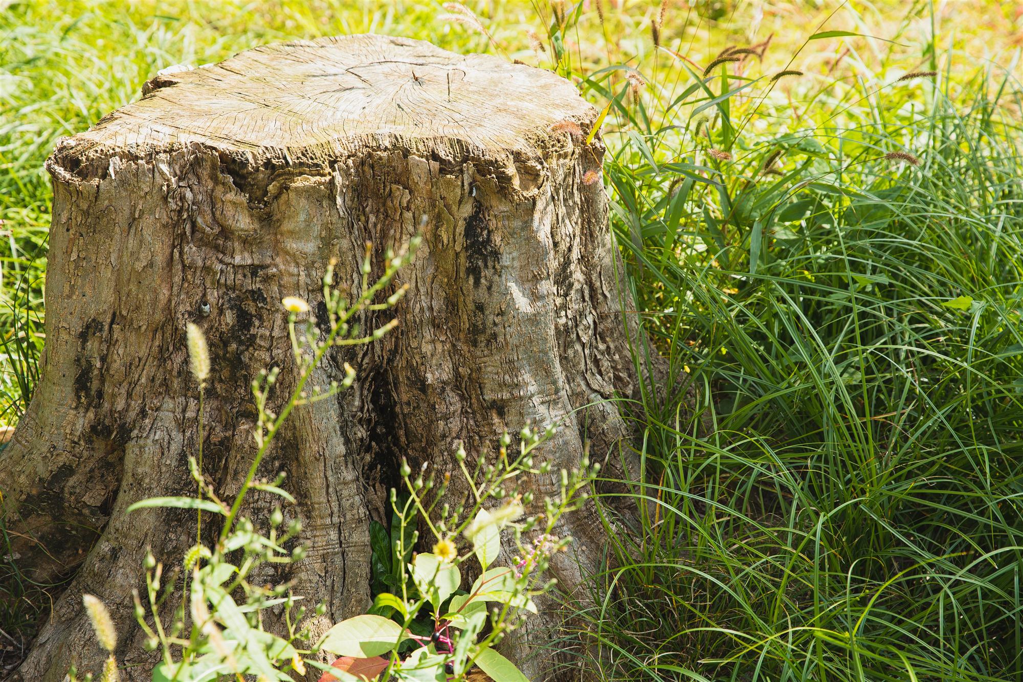 Stump grinding Sheboygan