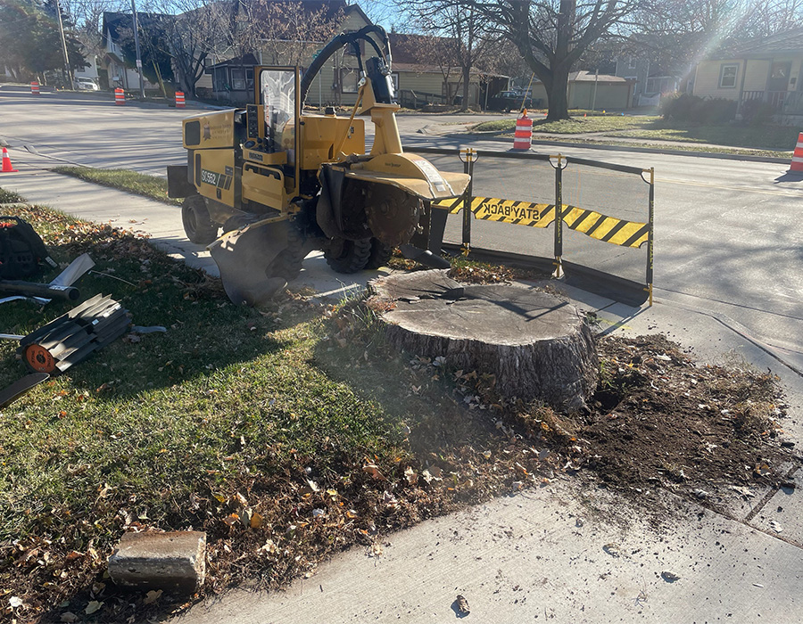 Stump Grinding Service for Madison & Dane County