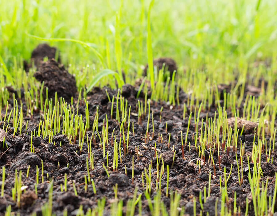 Landscaping After Stump Grinding What to do After Stump Grinding