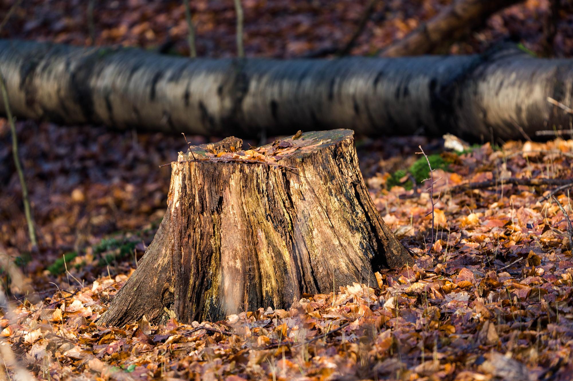 Stump Grinding & Landscape Grading in Walworth County