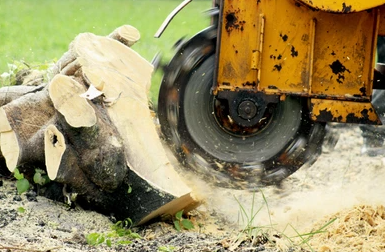 Stump Grinding Company in West Bend