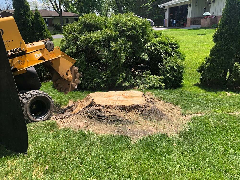 Stump grinding in Wauwatosa