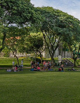 Stump grinding in city parks