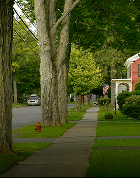 Stump grinding for trees near streets & sidewalks