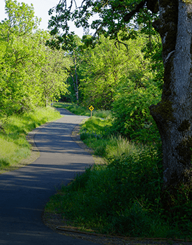 Stump grinding for hiking & biking trails