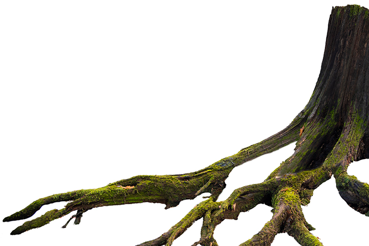 We grind stumps and raised roots to a minimum 6in depth Grinding stumps and raised roots